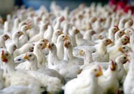 گسترش مرغداری های گوشتی غیرمجاز در روستاهای سبزوار