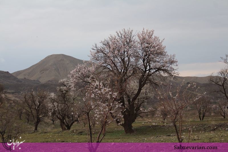 گزارش تصویری: طبیعت زیبای بهاری روستای طبس