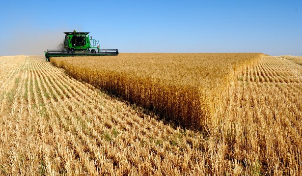 افزایش ۳۰درصدی تولید گندم در سبزوار