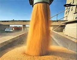 ذخیره سازی۴۰ هزار تن گندم در سیلوهای سبزوار