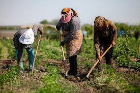 بیش از ۹۰۰ شغل در روستا‌های سبزوار ایجاد شده است