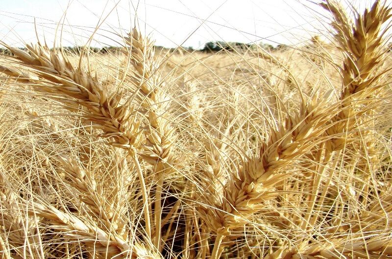تولید گندم در جوین افزایش یافت