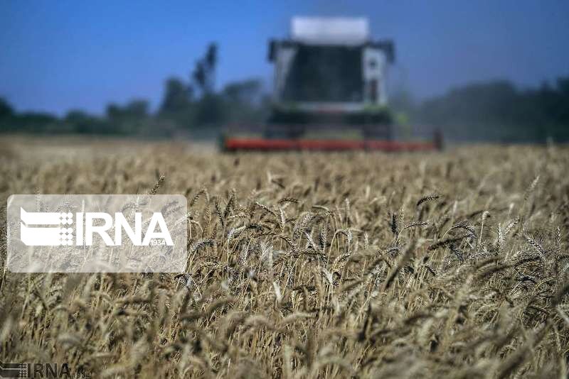 تولید گندم در خوشاب ۳۰ درصد افزایش یافت