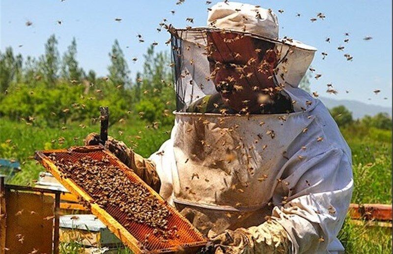 تعداد کلونی‌های تولید عسل در سبزوار افزایش یافت