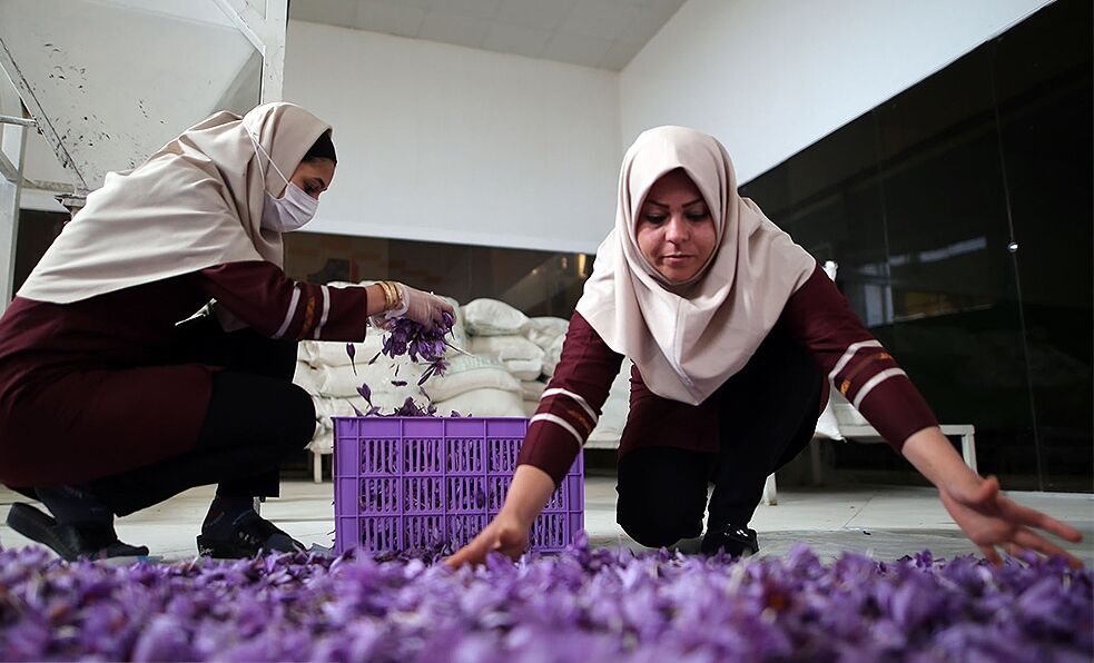 مراکز فرآوری زعفران در سبزوار معدود است