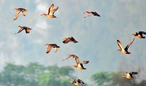 سرشماری پرندگان مهاجر زیست‌گاه‌های آبی سبزوار