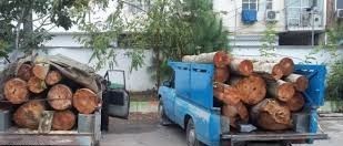 دستگیری ۳ متهم به سرقت درختان سبز چنار در سبزوار