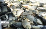 هزار و ۴۰۰ تن ماهی در سبزوار تولید شد